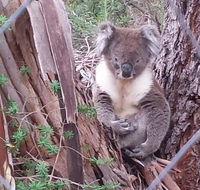 Stringybark Hills Retreat - Accommodation Cairns