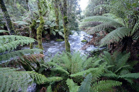 Lemonthyme Wilderness Retreat - Accommodation Cairns 21