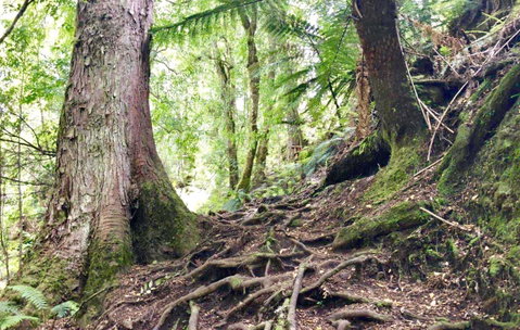 Lemonthyme Wilderness Retreat - Accommodation Cairns 23