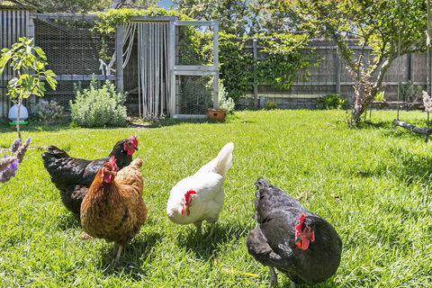 Bilinga Cottages - Accommodation Cairns 16