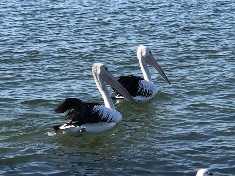 Apartments In Phillip Island Towers - Block C - Accommodation Cairns 37