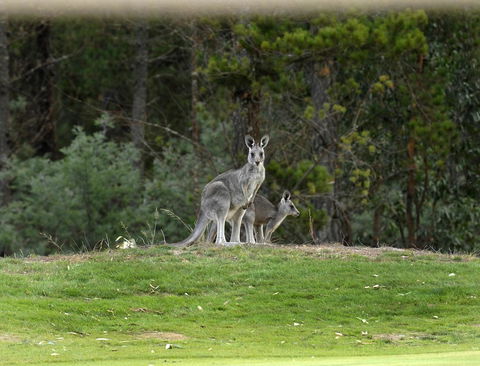 RACV Goldfields Resort - Accommodation Cairns 20