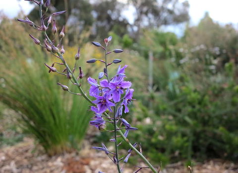 The Chocolate Lily Bed & Breakfast - Accommodation Cairns 3