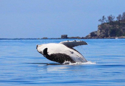 The Huskisson - Accommodation Cairns 2