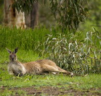 The Stirling Golf Club - Accommodation Cairns