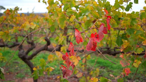 Triple Creek Guest House - Barossa Region - Accommodation Cairns 3