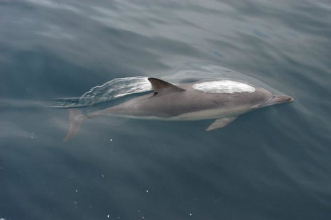 Cape Nelson Lighthouse - Accommodation Cairns 33