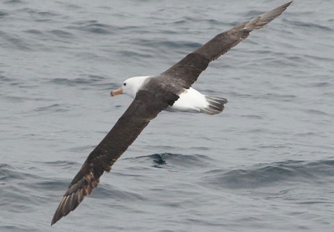 Cape Nelson Lighthouse - Accommodation Cairns 36