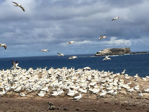 Cape Nelson Lighthouse - Accommodation Cairns 40