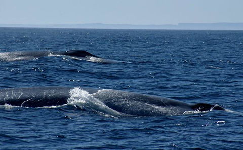 Cape Nelson Lighthouse - Accommodation Cairns 38