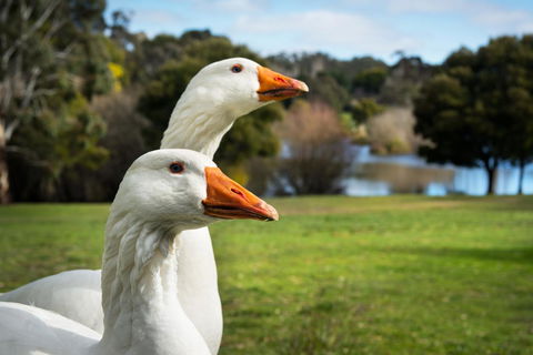 Lake Como Villa - Accommodation Cairns 11