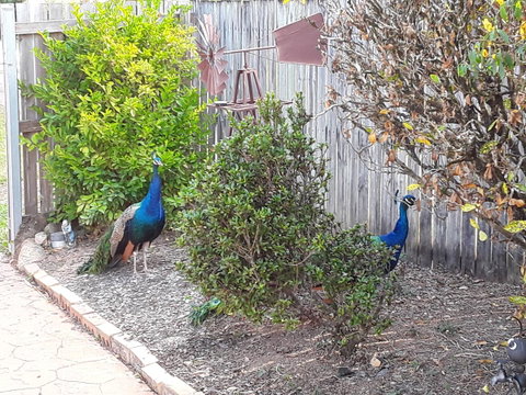 The Peacocks Nest - Accommodation Cairns 42
