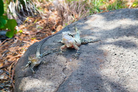 Rainbow Bay Backpackers - Accommodation Cairns 21
