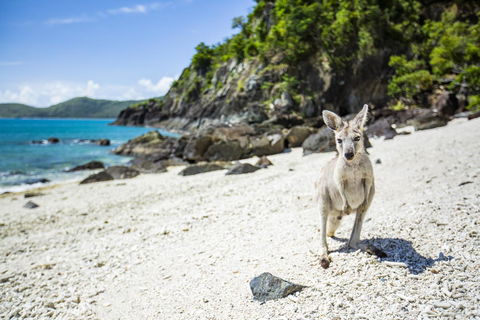 Daydream Island Resort - Accommodation Cairns 26