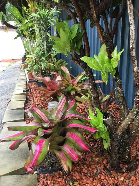 Black Marlin Motel - Accommodation Cairns 20