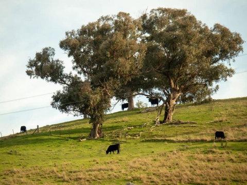 Back Station Creek Retreat By Tiny Away - Accommodation Cairns 2
