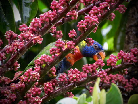 Daintree Manor B&B - Accommodation Cairns 4
