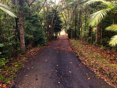 Daintree Manor B&B - Accommodation Cairns 12