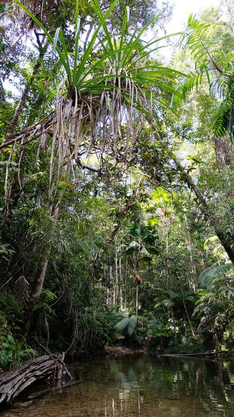 Daintree Manor B&B - Accommodation Cairns 7