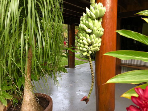 Daintree Manor B&B - Accommodation Cairns 10