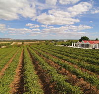 1837 Barossa Luxury Vineyard Cottages - Accommodation Cairns