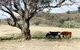 Canguri Boutique - A Memorable Farmstay Near Mudgee - thumb 4