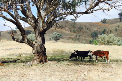 Canguri Boutique - A Memorable Farmstay Near Mudgee - Accommodation Cairns 4