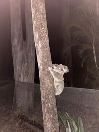 5 mins to Movie world  pet friendly