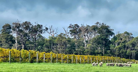 Harmony Forest Cottages & Lake Side Lodge - Accommodation Cairns 1