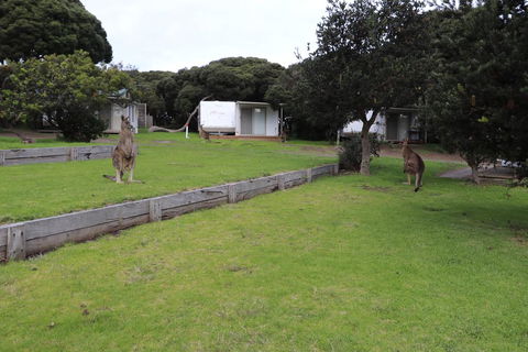 Anglesea Family Caravan Park - Accommodation Cairns 3