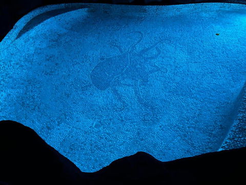 Oasis, In Leafy Whitfield. - Accommodation Cairns 1