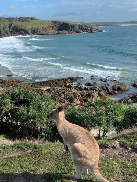 Pandanus - Accommodation Cairns 3