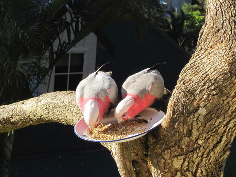 Avoca Breezes - Accommodation Cairns 2