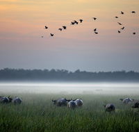 Bamurru Plains - Accommodation Cairns