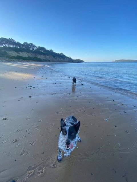 Salty Paws Dog Friendly Luxe Cottage - Accommodation Cairns 3