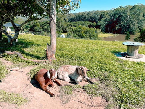 Seven Peaks Farm Stay - Accommodation Cairns 2