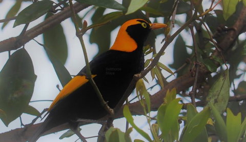 Bellthorpe Stays - Accommodation Cairns 3