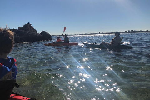 Penguin Island And Fremantle - Canoe, Chocolate & Coffee - Accommodation Cairns 1