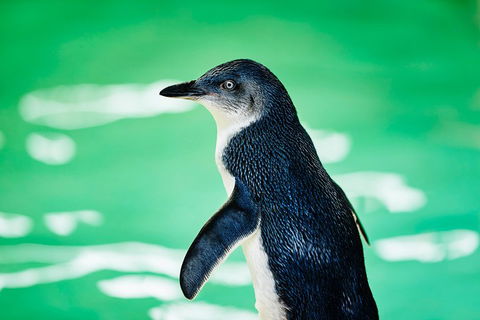 Penguin Island And Fremantle - Canoe, Chocolate & Coffee - Accommodation Cairns 4