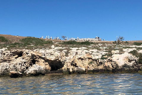 Penguin Island And Fremantle - Canoe, Chocolate & Coffee - Accommodation Cairns 5