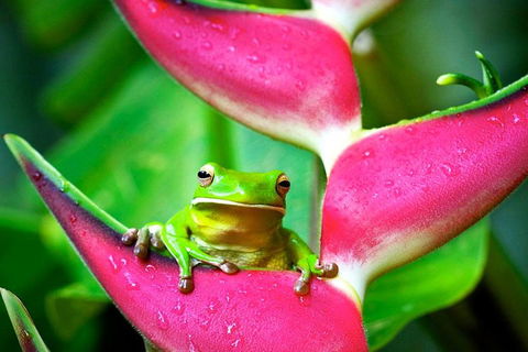 3-Day Best Of Cairns Combo: The Daintree Rainforest, Great Barrier Reef, And Kuranda - Accommodation Cairns 0