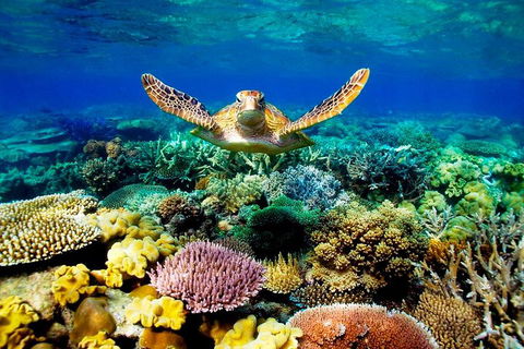 3-Day Best Of Cairns Combo: The Daintree Rainforest, Great Barrier Reef, And Kuranda - Accommodation Cairns 1
