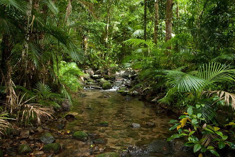 Cairns Reef And Rainforest Combo: Daintree Rainforest And The Great Barrier Reef - Accommodation Cairns 1