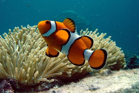 Cairns Reef And Rainforest Combo: Daintree Rainforest And The Great Barrier Reef - Accommodation Cairns 2