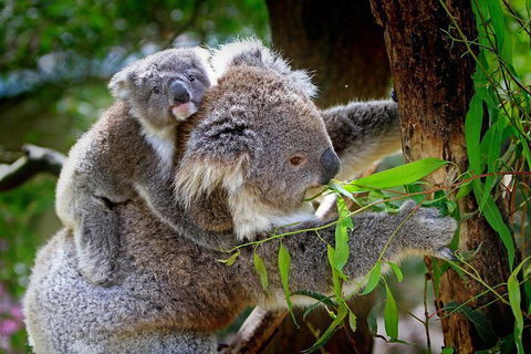 Private One Day Great Ocean Road Tour - Accommodation Cairns 2