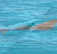 Snubfin Dolphin Eco Cruise from Broome - Accommodation Cairns