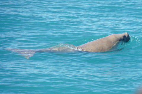 Snubfin Dolphin Eco Cruise From Broome - Accommodation Cairns 0