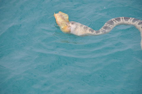 Snubfin Dolphin Eco Cruise From Broome - Accommodation Cairns 2