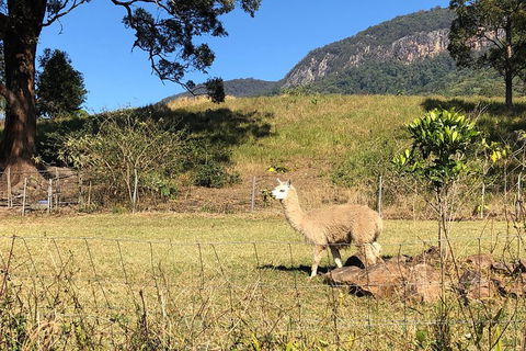 Waterfall Tour - Accommodation Cairns 2
