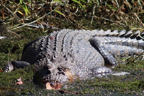 Full Day Tour In The Daintree - Accommodation Cairns 0